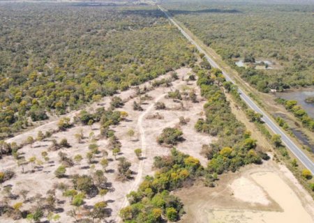 Pantanal tem terceiro menor índice de desmatamento da história em 2025