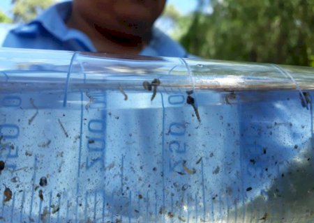 Fátima do Sul concentra 85% dos casos de chikungunya no Estado