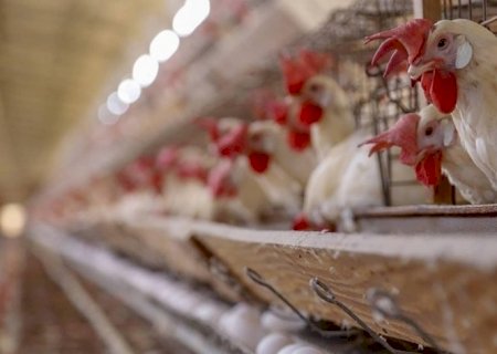 Acordo: Isenções para frango e ovos, e cota preferencial para carne suína