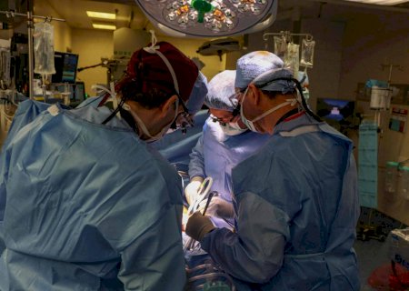 Pesquisa mostra como sistema imunológico reage a transplante de rim de porco em paciente vivo