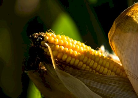 Milho de alta precisão ganha espaço no campo e amplia a rentabilidade do produtor