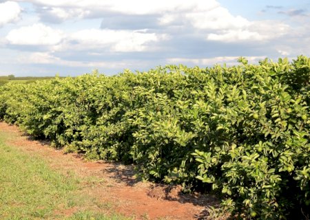 Capacitações reforçam atuação da IAGRO na proteção da citricultura em Mato Grosso do Sul