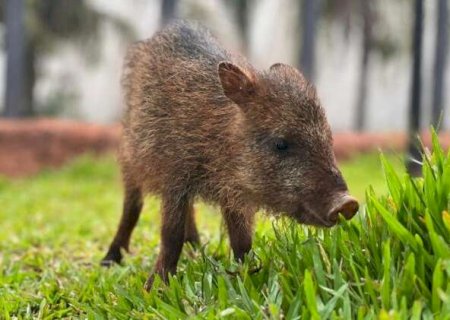 Impedida de voltar &agrave; natureza, cateto Flora ganha novo lar no Bioparque Pantanal