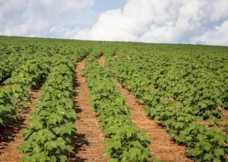 Preço do algodão avança mesmo com ritmo de negócios mais lento