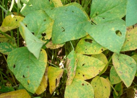 MS registra aumento de casos de ferrugem asiática da soja com 68 focos