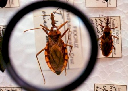 Estudo inédito avança no tratamento da insuficiência cardíaca por doença de Chagas