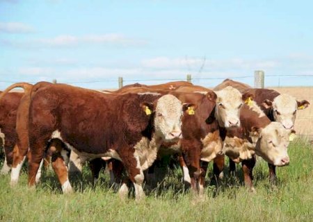 Tecnologia transforma decis&otilde;es no campo e leva simula&ccedil;&atilde;o estrat&eacute;gica &agrave; pecu&aacute;ria
