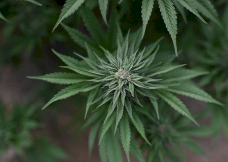 O risco de psicodélicos seguirem rota problemática da Cannabis