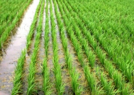Preço do arroz para de cair e pode já ter atingido seu mínimo