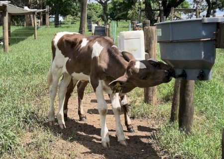 Bebedouro com bico reduz mamada cruzada e melhora bem-estar de bezerros no campo