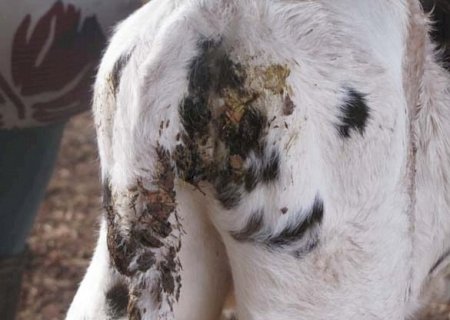 Ameaça no curral: Como a E. coli compromete a saúde e o futuro produtivo das bezerras