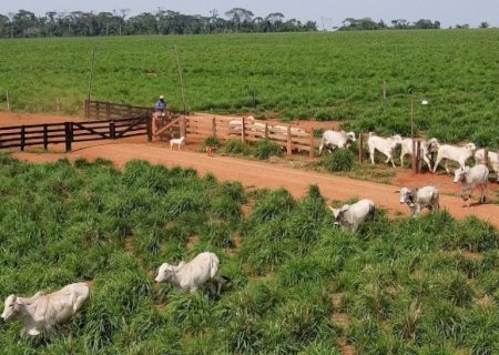 Pesar gado no pasto reduz manejo e pode dobrar o ganho de peso; veja o passo a passo