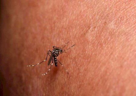 MS fecha março com chikungunya sete vezes mais letal que o pior ano da série histórica