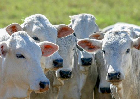 Governo amplia acesso ao crédito para melhoramento genético da pecuária sustentável