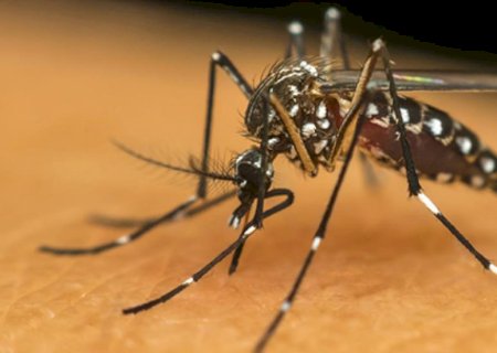 Dengue acende alerta em Mato Grosso do Sul; população precisa reforçar cuidados contra o mosquito