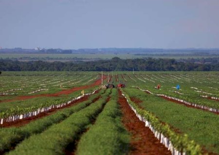 Cana e laranja disputam espa&ccedil;o no campo e redesenham o mapa produtivo de MS