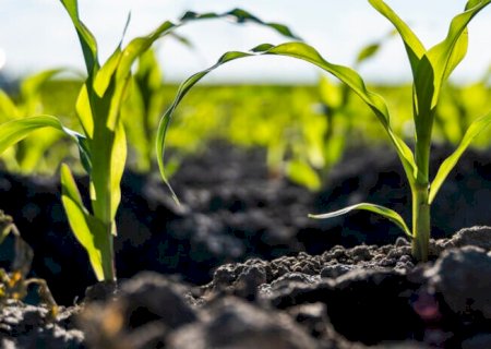 A vida invisível do solo e o futuro da agricultura tropical