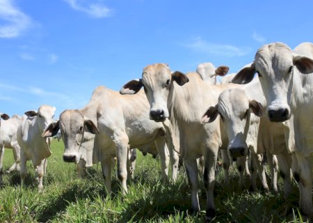 Bezerro é negociado acima de R$ 3 mil em quase todas as praças