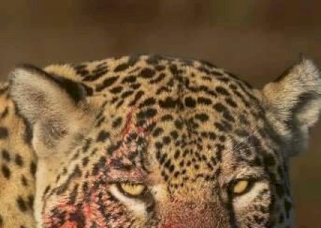Onça-pintada Aracy aparece com a boca ensaguentada após banquete no Pantanal
