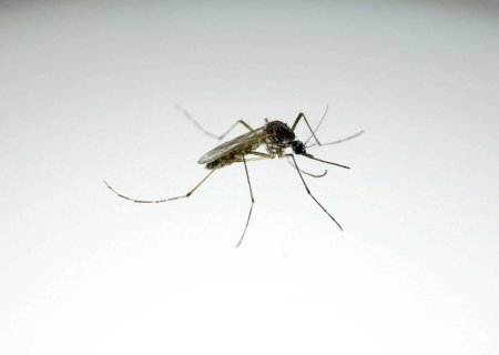 Dengue desacelera, mas mata 28 pessoas no Brasil em 2026