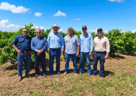 Citricultura ganha força em Mato Grosso do Sul com apoio do Governo e avanço tecnológico no campo