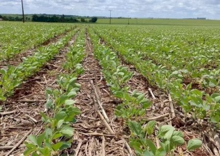 Estiagem compromete 15% das lavouras de soja em Mato Grosso do Sul