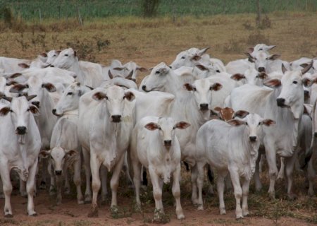 Eficiência na pecuária de cria começa com planejamento e manejo adequado