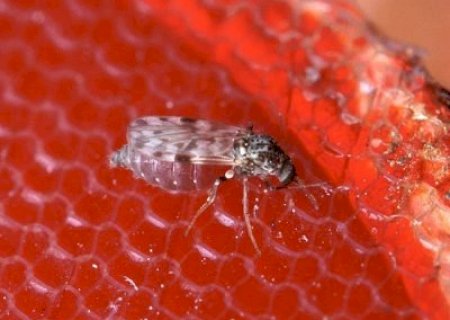Oropouche: infecções podem ser até 200 vezes maiores que os registros oficiais