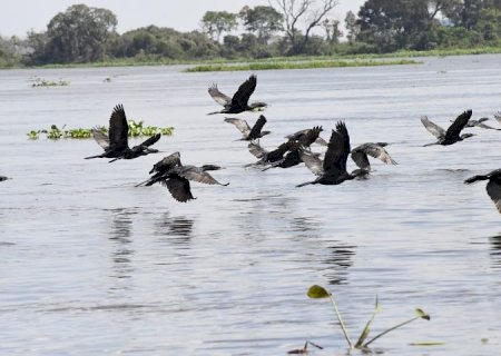 COP15: Pantanal é ponto de parada e alimentação para 190 espécies de aves migratórias do Continente