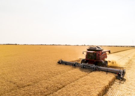Área de trigo tropical cresce 80% no Brasil e chega a 360 mil hectares em 2025