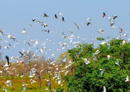 Evento internacional: Governo de MS mobiliza secretarias e vai contribuir com uma série de ações na COP15