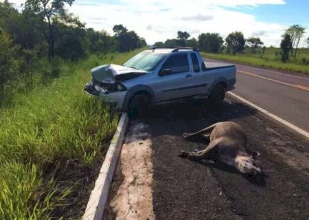 MS e mais 5 estados têm legislação específica para atropelamentos de fauna