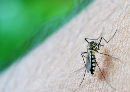 Estudo alerta para relação da dengue com a Síndrome de Guillain-Barré