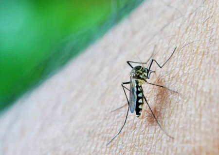 Dourados registra 1,4 mil casos confirmados de chikungunya; 3 óbitos são investigados