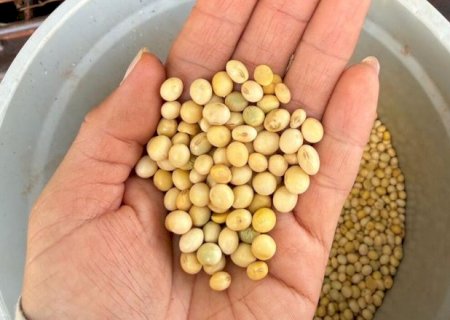Colheita de soja em MS avan&ccedil;a a 91,6%, mas segue atrasada