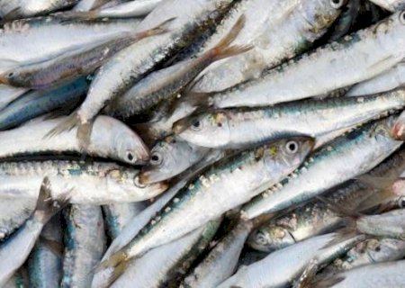 Anvisa determina recolhimento de sardinhas após detecção de Salmonella