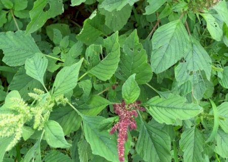 Embrapa Soja alerta para o avanço do carururoxo, erva daninha altamente agressiva