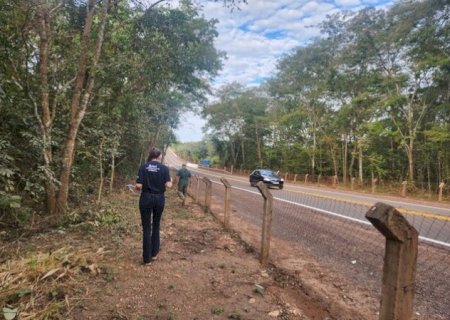Mato Grosso do Sul vira laboratório para reduzir acidentes com fauna em rodovias
