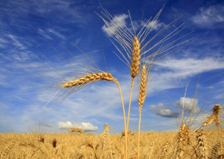 Mercado externo e estoques apertados elevam cotações do trigo