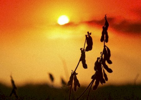 Calor extremo já ameaça sistemas de produção de alimentos no mundo