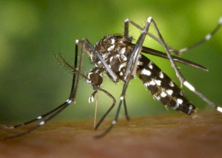 Mais uma pessoa morre por suspeita de Chikungunya em Dourados