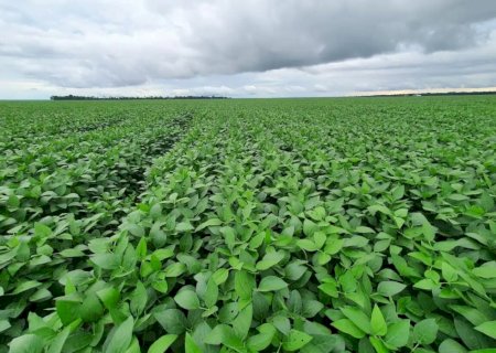 Produtividade da soja é revisada de 52,8 para 61,7 sacas por hectare no Mato Grosso do Sul