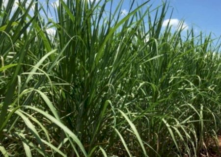 Safra de cana levará usinas a produção maior de etanol com moagem máxima