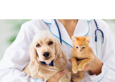 ALEMS aprova campanhas de conscientização para saúde de cães e gatos