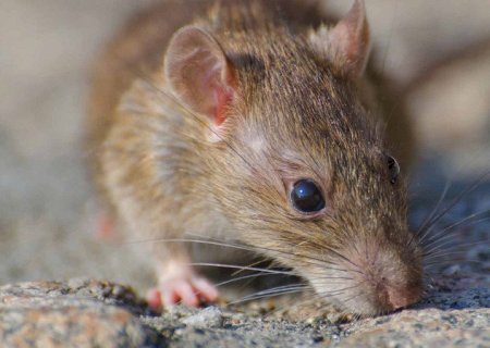 Minas Gerais confirma primeira morte por hantavírus no Brasil em 2026