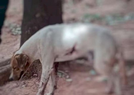Idoso de 87 anos é preso depois de balear cão e tem arma apreendida