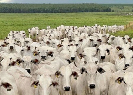China suspende importação de carne bovina da JBS após detecção de progesterona em cargas