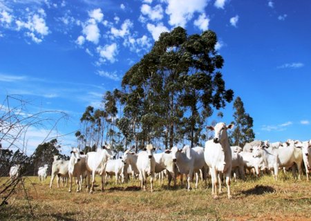 Última semana para declaração obrigatória de rebanho mobiliza produtores rurais em MS