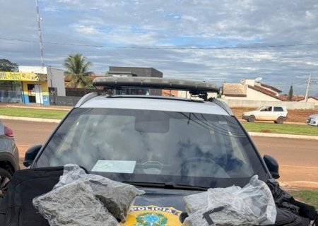 PRF apreende skunk em Nova Alvorada do Sul