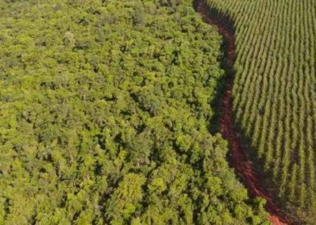 Setor de florestas plantadas fatura R$ 240 bilhões e bate recordes